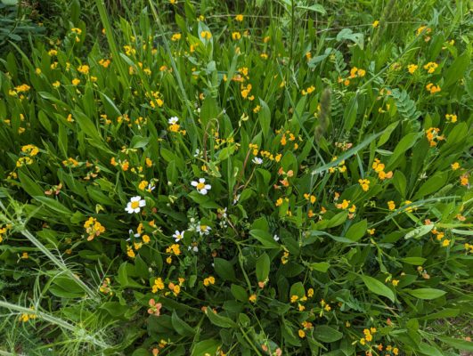 and some wildflowers