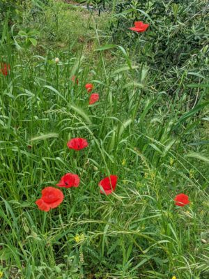 Italy has poppies all over the place