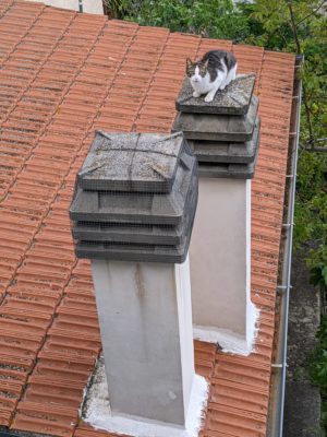 this kitty was perched on our neighbor's chimney - I have no idea how she got up there