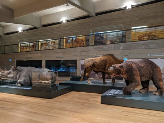 a view of the main exhibition hall showing the discoveries of the dig site - the archeology site has found bones from deer, bison, elephant, rhinoceros, boars, bears, and also small creatures such as beavers, ducks, fish, and amphibians