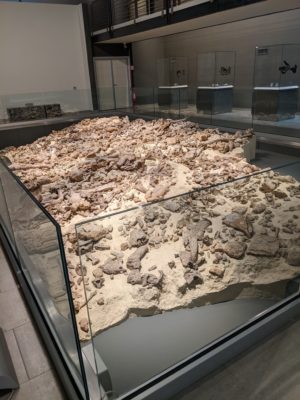 the museum also included a room with a reconstruction of one of the dig sites with original artifacts - scientists think that humans had their own version of a trash dump where they buried the leftover animal bones to deter carnivores from coming around - this is why the number of bones excavated is so dense