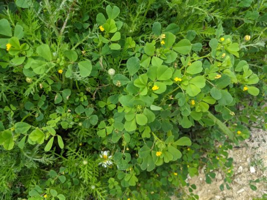 wild flowers