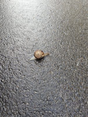 and a snail because, why not?