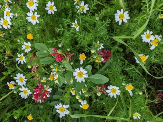 flowers