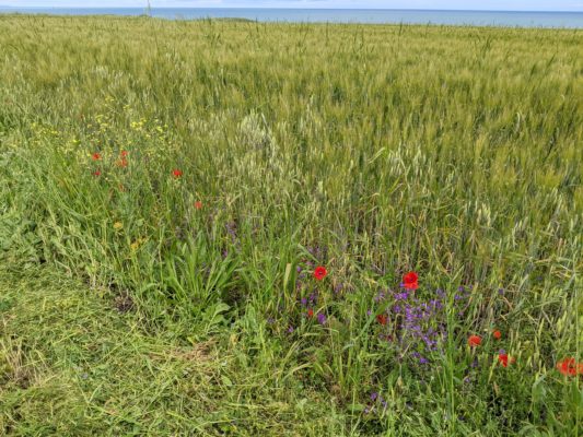 wild flowers and native grasses with a view of the sea beyond