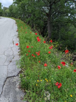 poppies along the road