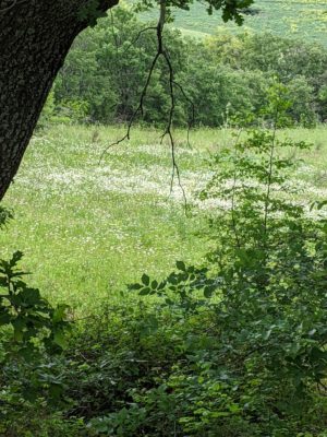 a field of flowers