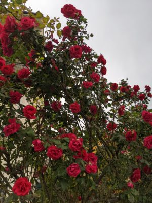 beautiful roses in our neighbor's yard