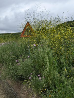 flowers obscuring the road sign because flowers are prettier