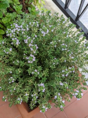 and our thyme plant is blooming