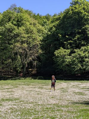 and we found this spectacular meadow with springtime wildflowers