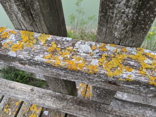 the boardwalk is covered in lichen in white, gold, and grey colors