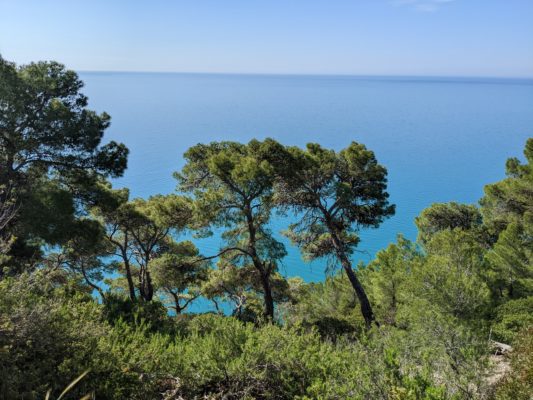 view of pine trees and the sea