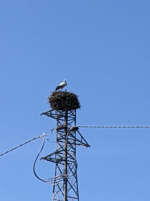 a pelican nest