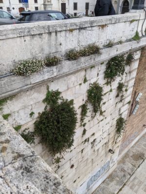 this section of the wall next to one of the bridges has plants and flowers growing out of it